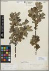 Foto von Salix myrsinifolia Salisb.